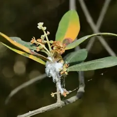 Ramo d'ulivo con foglie ingiallite e secche, fiori appassiti e lanugine bianca, segni di malattie.