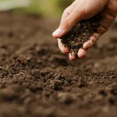 Mano che sparge terra, un gesto per capire come rendere acido il terreno e favorire la crescita di piante specifiche.