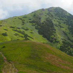 Zielone zbocza Wielkiego Krywania, ścieżka wijąca się wśród kosodrzewin, dwójka turystów na szlaku.