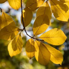 Złote, jesienne magnolia liście na gałęzi, oświetlone słońcem.