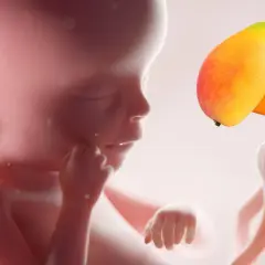 Feto di 19 settimane, circa 4 mesi e mezzo, paragonato a due manghi.