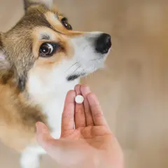 Jak długo trwa odrobaczanie psa i kiedy zobaczysz efekty?