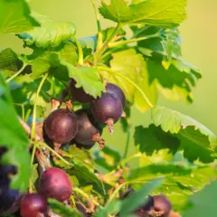 Reife Jostabeeren hängen an einem Strauch. Bald ist Erntezeit, dann werden sie geschnitten.