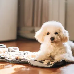 Ein flauschiger weißer Pudel liegt auf einer Schnüffeldecke. Dieser Hund ist ein guter Kandidat, welcher Hund kann lange alleine bleiben, wenn er beschäftigt ist.
