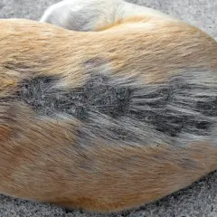 Gros plan sur le dos d'un chien boule de poil, avec une zone de perte de poils et de peau irritée.