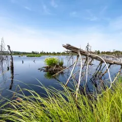 Totes Holz ragt aus dem dunklen Wasser des Wurzacher Rieds. Gräser säumen das Ufer unter blauem Himmel.