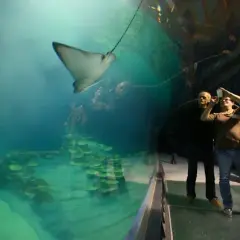 Status oceanarium w Chorzowie: co się wydarzyło z projektem?