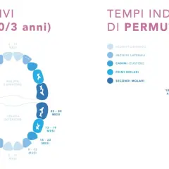 Diagrammi che illustrano i tempi indicativi della dentizione da latte e permanente, mostrando l'eruzione e la permuta dei denti.