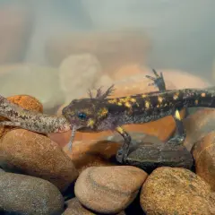 Deux bébés salamandres d'eau, l'un avec des branchies plumeuses, explorent un lit de galets sous l'eau.