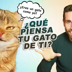 Qué piensan los gatos sobre nosotros y su relación con los humanos
