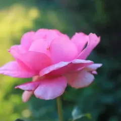 En vacker, ljusrosa ros blommar i trädgården. Dess mjuka kronblad verkar nästan som sammet, och den påminner om de remonterande rosor som blommar om och om igen under sommaren.