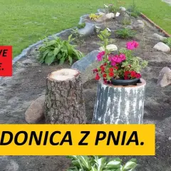 Stary pień? Zrób z niego kwietnik! Poradnik DIY krok po kroku