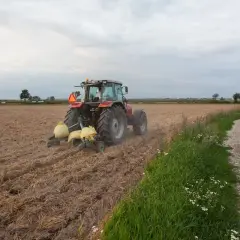 Czerwony traktor wykonuje głęboszowanie na polu. W tle widać drogę i drzewa.