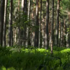 Młode drzewko sosnowe na tle gęstego lasu. Słońce przebija się przez korony drzew, oświetlając runo leśne. Idealne miejsce na wycenę lasu prywatnego.
