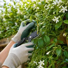 Mains gantées taillant un jasmin étoilé en fleurs, pour favoriser sa croissance et sa floraison.