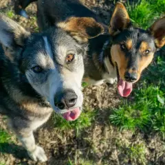 Dwa psy, jeden z nich wygląda jak alaskan malamute, patrzą w górę z językami na wierzchu, na tle trawy i ziemi.