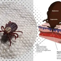 A qué temperatura mueren las garrapatas en la lavadora y cómo prevenir infestaciones