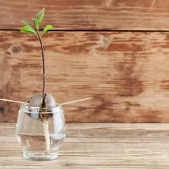 Ein junger Avocado-Keimling mit Wurzeln und ersten Blättern, der im Wasser in einem Glas wächst.