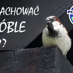 Gdzie zimują wróble? Poznaj sekrety przetrwania i jak pomóc!