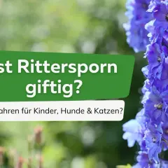 Blauer Rittersporn: Ist Rittersporn giftig? Gefahren für Kinder, Hunde & Katzen?