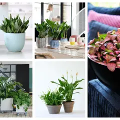 Rośliny doniczkowe cieniolubne: sansewieria, zamiokulkas, monstera, skrzydłokwiat i fittonia.