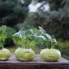 Trzy młode kalarepy na drewnianym stole. Niska kalarepa kcal sprawia, że to zdrowe warzywo.