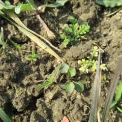 Młode siewki chwastów i traw na wilgotnej ziemi.