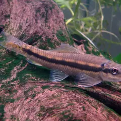 Un poisson mangeur d'algues filamenteuses, avec une bande sombre sur le flanc, se repose sur une branche recouverte de mousse verte.