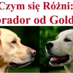 Labrador czy Golden Retriever? Kluczowe różnice dla Twojego wyboru.