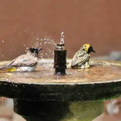 Vögel genießen ein erfrischendes Bad in den Wasserstellen im Garten. Ein gelber Vogel sitzt am Rand, während zwei andere im Wasser planschen.