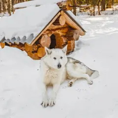 Biały pies rasy husky leży na śniegu przed drewnianą budą. Trwa dezynfekcja budy psa, by zapewnić mu czystość i zdrowie.