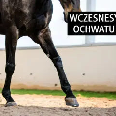 Czarne nogi konia w ruchu, z białymi odmianami na jednej z przednich nóg. Tekst informuje o wczesnych sygnałach ochwatu u konia.