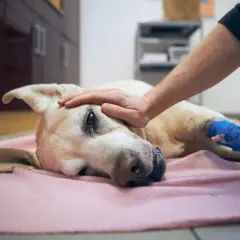 Perro enfermo con pata vendada, recibe caricias. Si tu perro ingirió algo tóxico, consulta a un veterinario sobre cómo hacer vomitar a un perro.