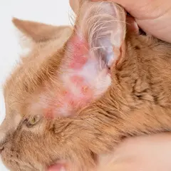 Oreille rouge et irritée d'un chat roux, signe possible d'une allergie chat.