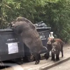 Dzik szuka jedzenia w śmietniku. Dorosły dzik może ważyć nawet 200 kg, co widać po jego imponujących rozmiarach.