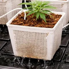 Piantina in vaso con substrato di cocco, acqua che gocciola da un sistema idroponico.