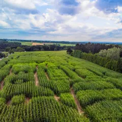 Luftaufnahme des Maislabyrinths in Witzhelden. Grüne Maisfelder schlängeln sich durch die Landschaft unter einem dramatischen Himmel.