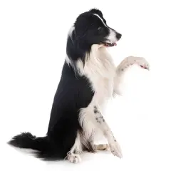 Jak wytresować Border Collie? Kompletny przewodnik