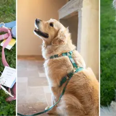 Harnais rose et bleu pour chien, montrant la **taille harnais chien** et un golden retriever portant un harnais vert.