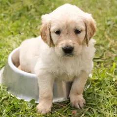 Uroczy szczeniak golden retriever siedzi w metalowej misce na trawie. Wygląda, jakby miał czkawkę u szczeniaka, ale jest po prostu bardzo słodki.