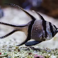 Un cardenal de Banggai, con sus rayas negras y blancas y puntos blancos, nada sobre un lecho de grava.