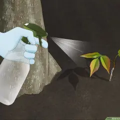 Gloved hand sprays a natural solution onto a young poison ivy plant, demonstrating how to kill poison ivy naturally.