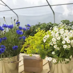 Blåklint och vita prästkragar i hinkar, vackra sommarblommor i kruka som lyser upp i växthuset.