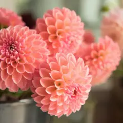 Un bouquet de dahlia en pot, aux pétales d'un rose corail délicat, semble prêt à égayer une pièce.