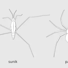 Ilustracje przedstawiają sunika i pająka, pokazując ich budowę ciała. To przykłady do nauki systematyki.