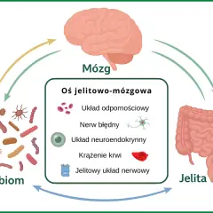 SIBO a psychika: Jak jelita wpływają na Twój umysł?