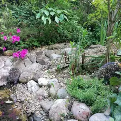Zwei Igel erkunden einen naturnahen, igelfreundlichen Garten mit Steinen, Wasser und pinken Blüten.