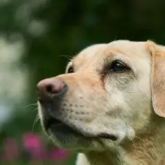 Labrador: Skuteczne szkolenie od szczeniaka. Rozwiąż problemy!