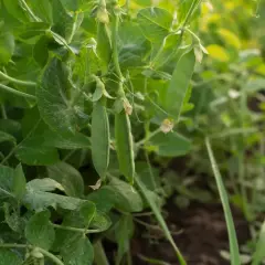 Grüne Schoten hängen an einer üppigen edamame pflanze. Das Sonnenlicht fällt sanft auf die Blätter und die reifen Erbsen.