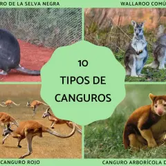 Explora 10 tipos de canguros: canguro de la selva negra, wallaroo común, canguro rojo y canguro arborícola de Huon, entre otros.